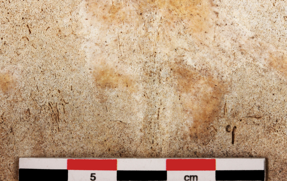 La face de l'ôs crânien