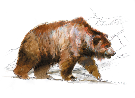 Illustration d’un ours brun.