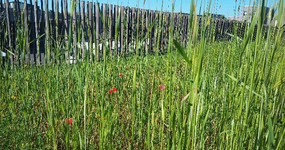 Vue du des plantations