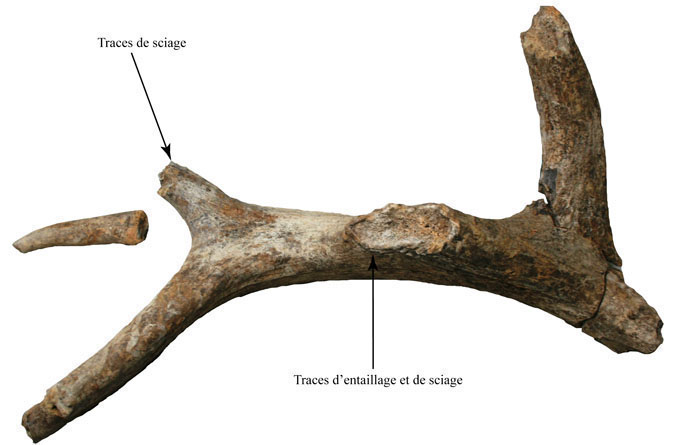 Bois de cerf.