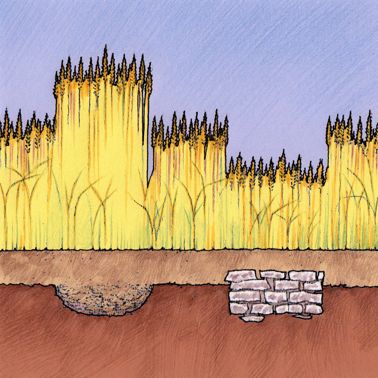 Croissance différentielle des blés au dessus de structure archéologique (Pierre-Yves Videlier)