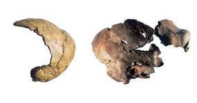 à gauche de l’image, deux fragments emboités situé à l’arrière de la boite crânienne et à droite des fragments de la boite crânienne et du haut de la face.