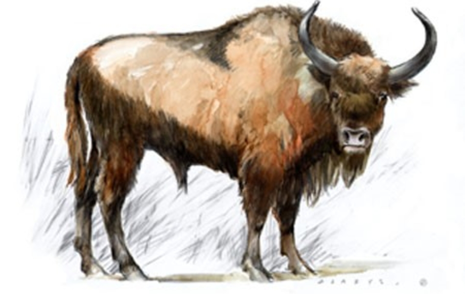 Illustration d’un bison.