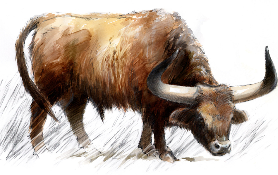 illustration d’un aurochs.