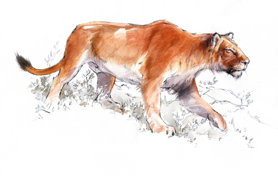 Illustration d’un lion des cavernes.