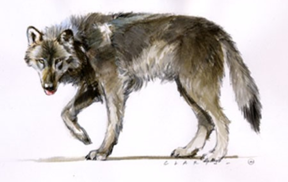 Illustration d’un Loup.