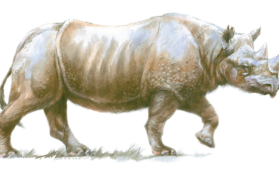 Illustration d’un rhinocéros.