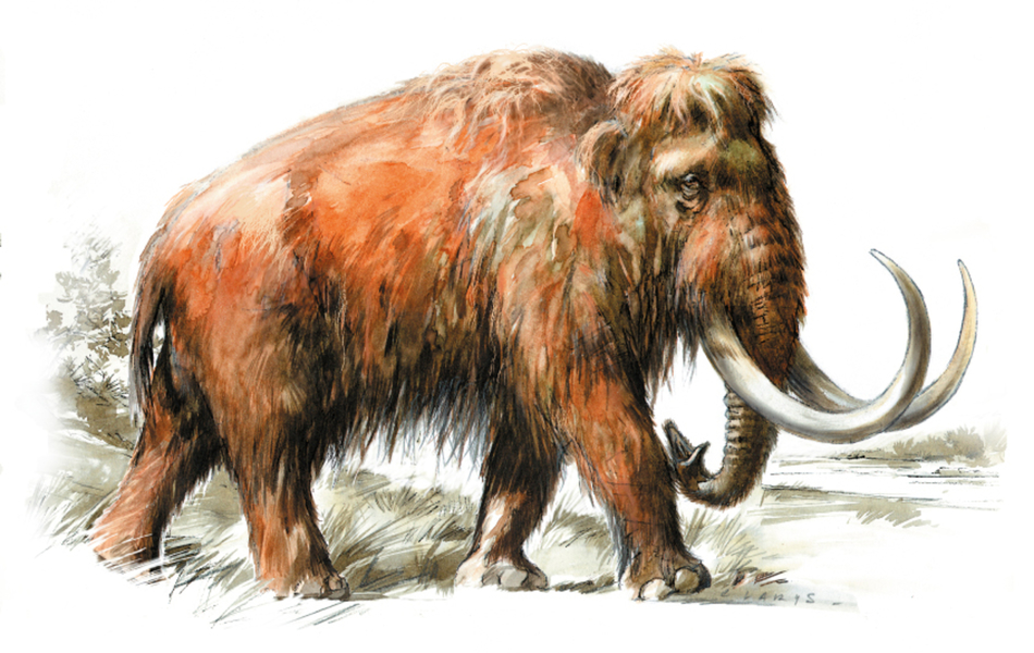 Illustration d’un mammouth.
