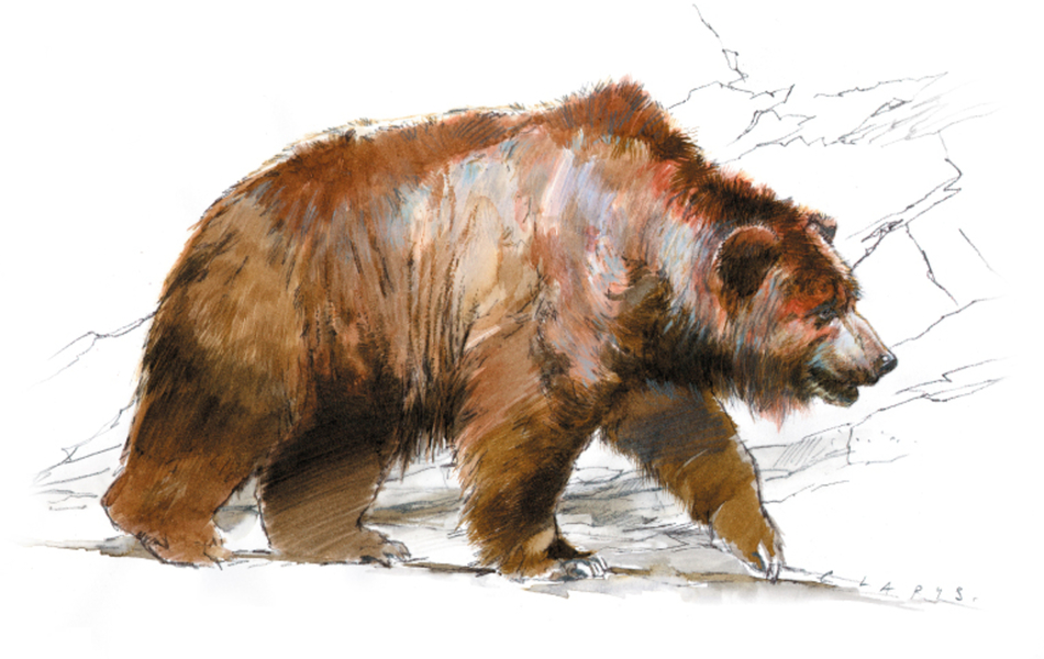 illustration d’un ours brun.