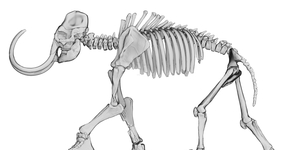 Profil du mammouth scanné en 3D