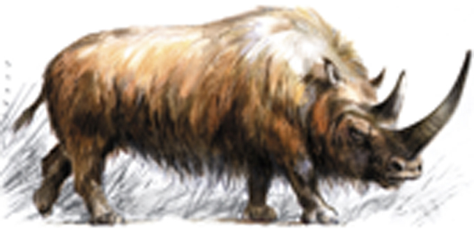 Rhinocéros laineux broutant les herbes (Benoît Clarys)
