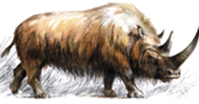 Rhinocéros laineux broutant les herbes (Benoît Clarys)